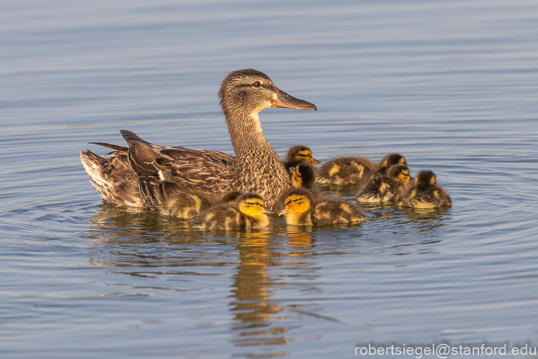 emily renzel wetlands